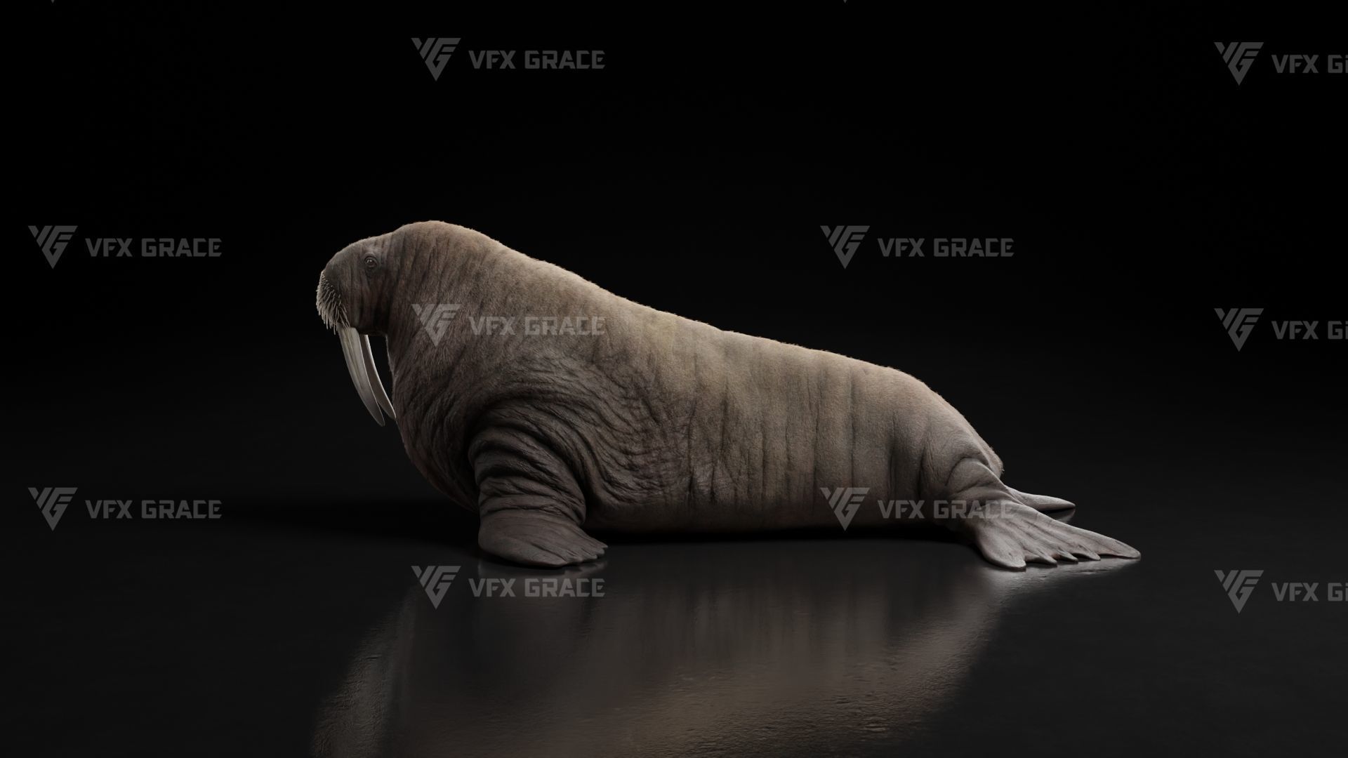 Walrus Animation - Blender 3D model_6