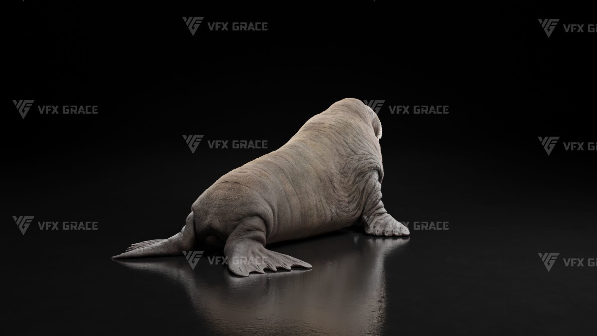 Walrus Animation - Blender 3D model_4