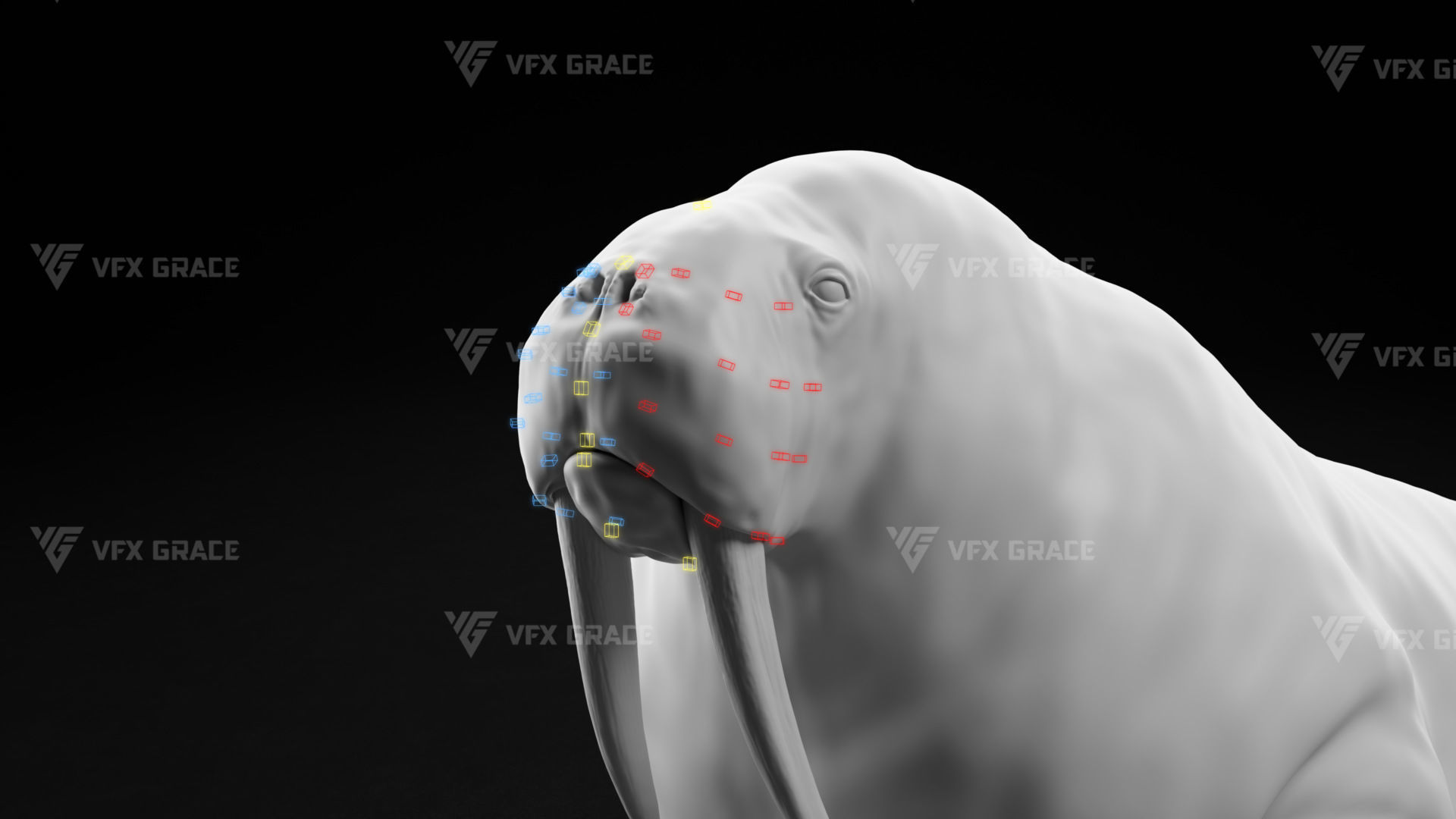 Walrus Animation - Blender 3D model_15