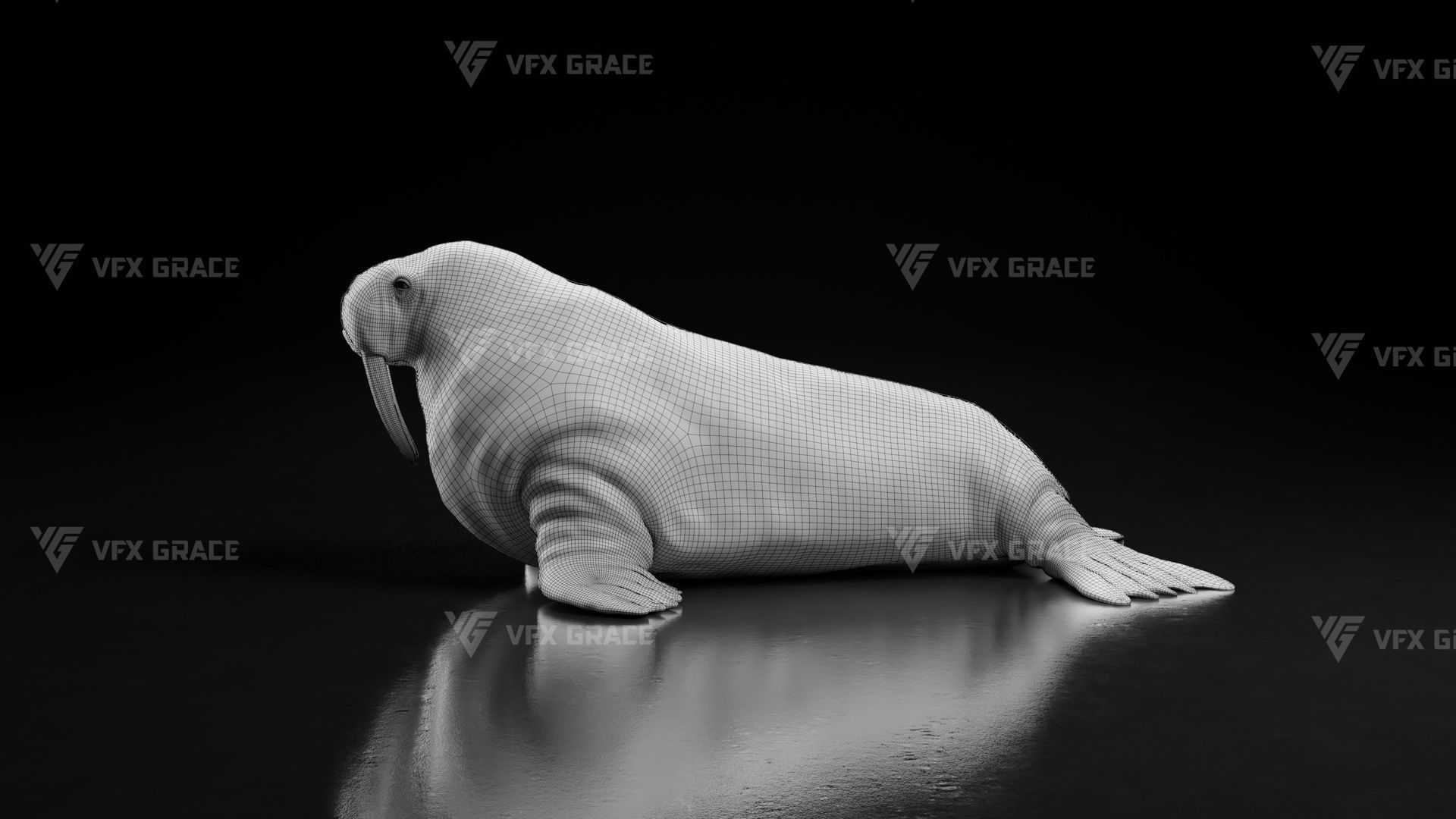 Walrus Animation - Blender 3D model_17