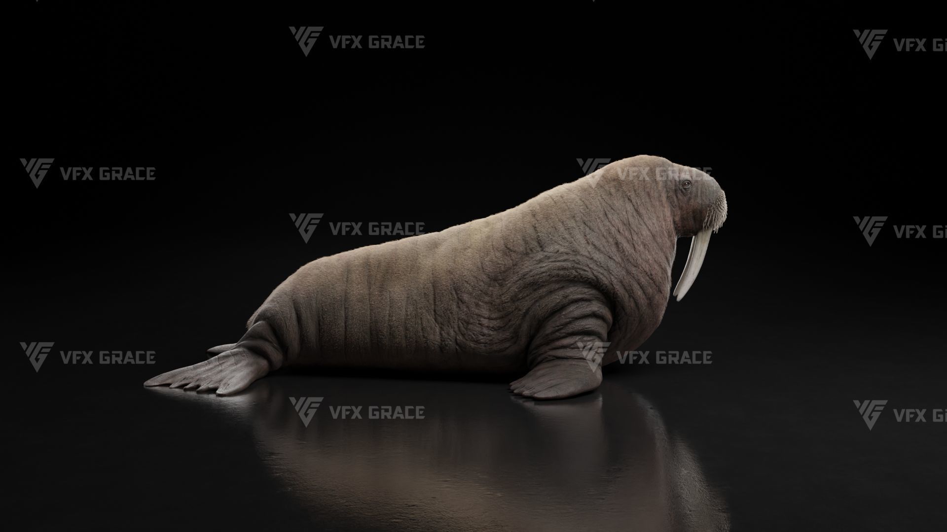 Walrus Animation - Blender 3D model_3
