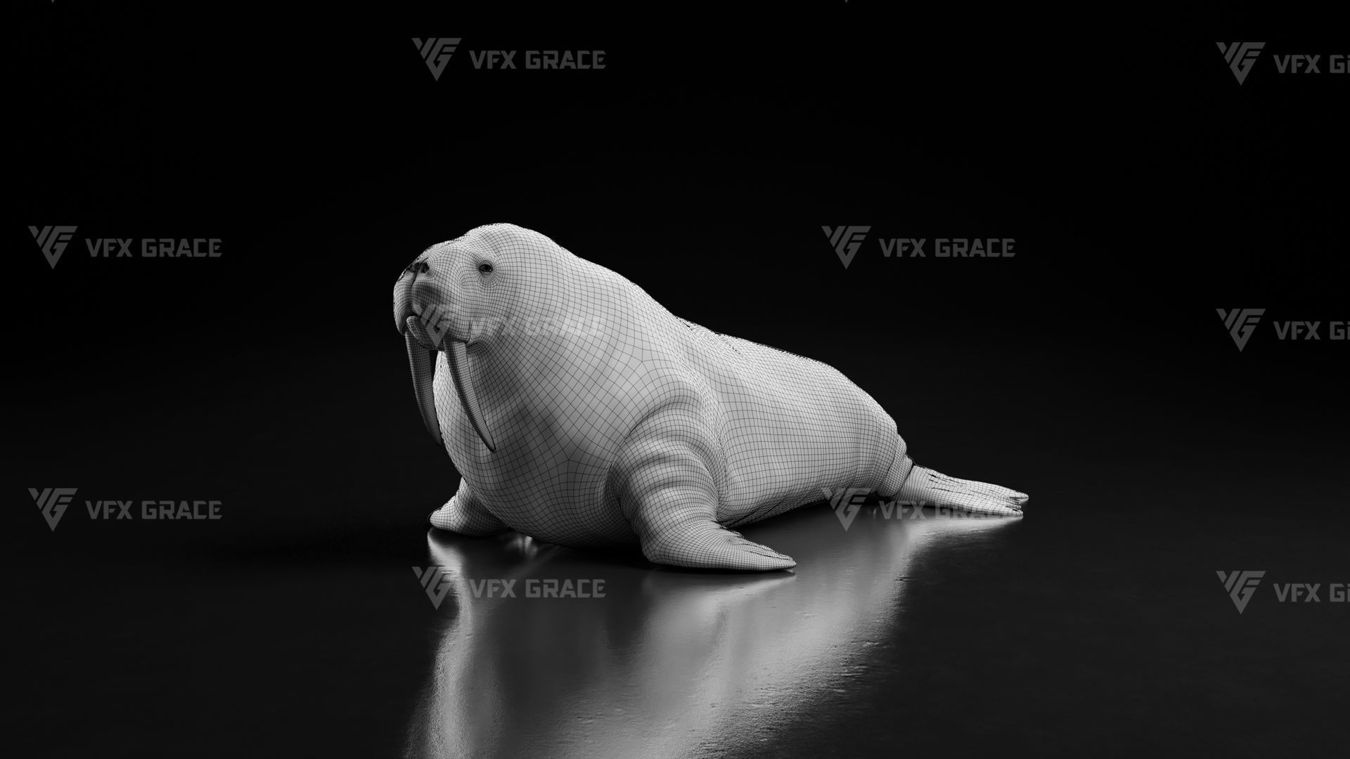 Walrus Animation - Blender 3D model_16