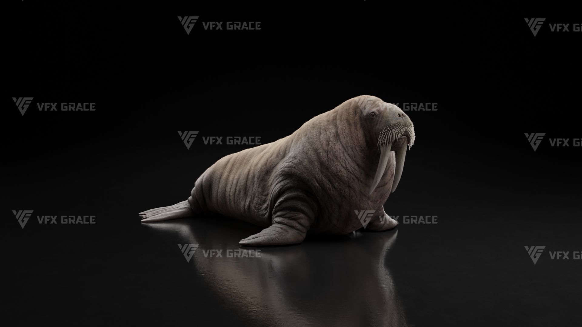 Walrus Animation - Blender 3D model_2