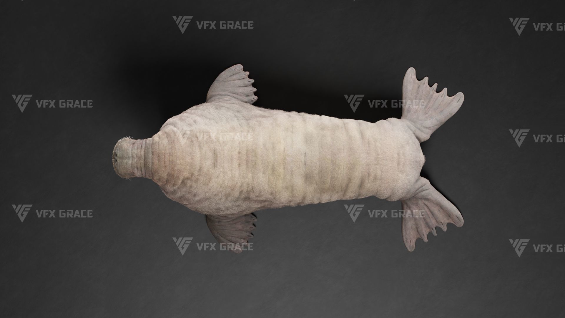 Walrus Animation - Blender 3D model_9