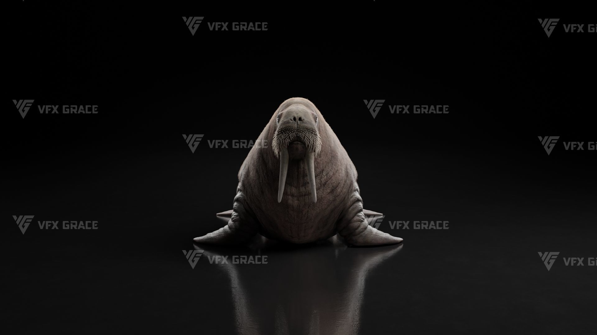 Walrus Animation - Blender 3D model_8