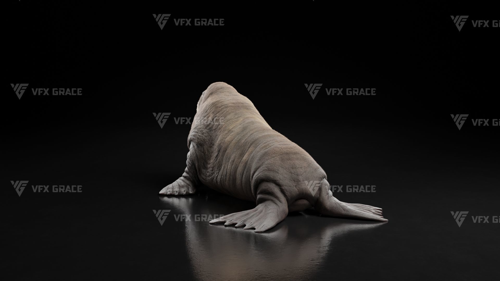 Walrus Animation - Blender 3D model_5