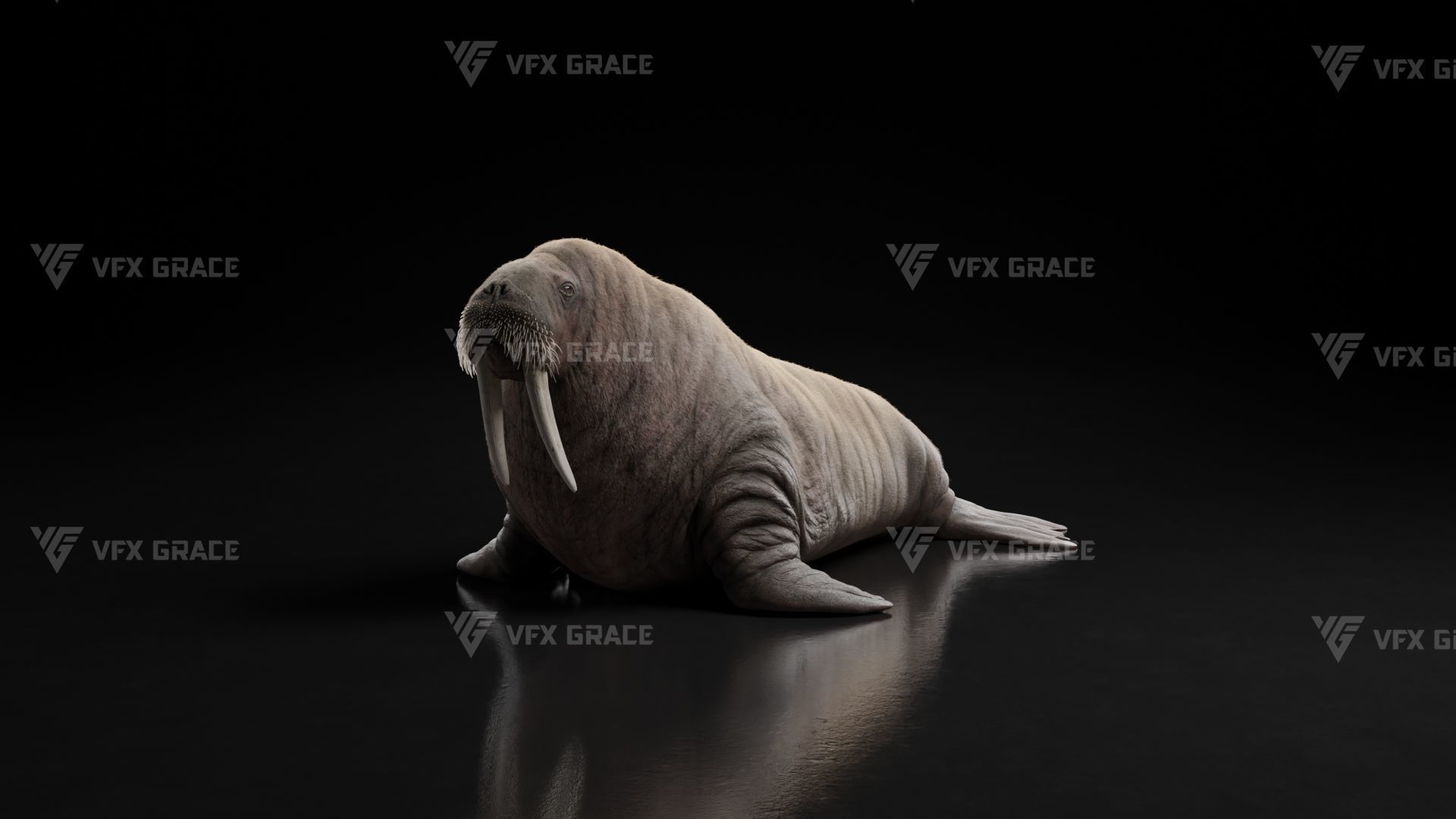 Walrus Animation - Blender 3D model_7