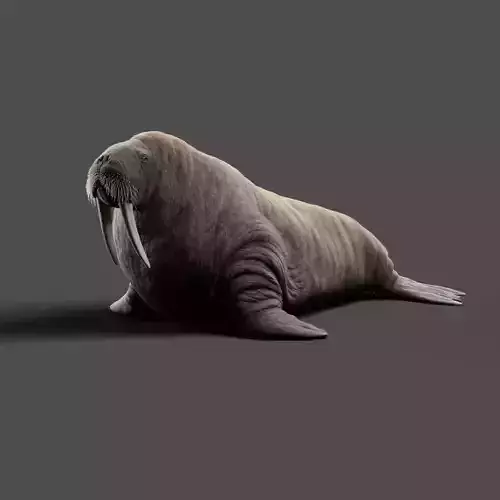 Walrus Animation - Blender