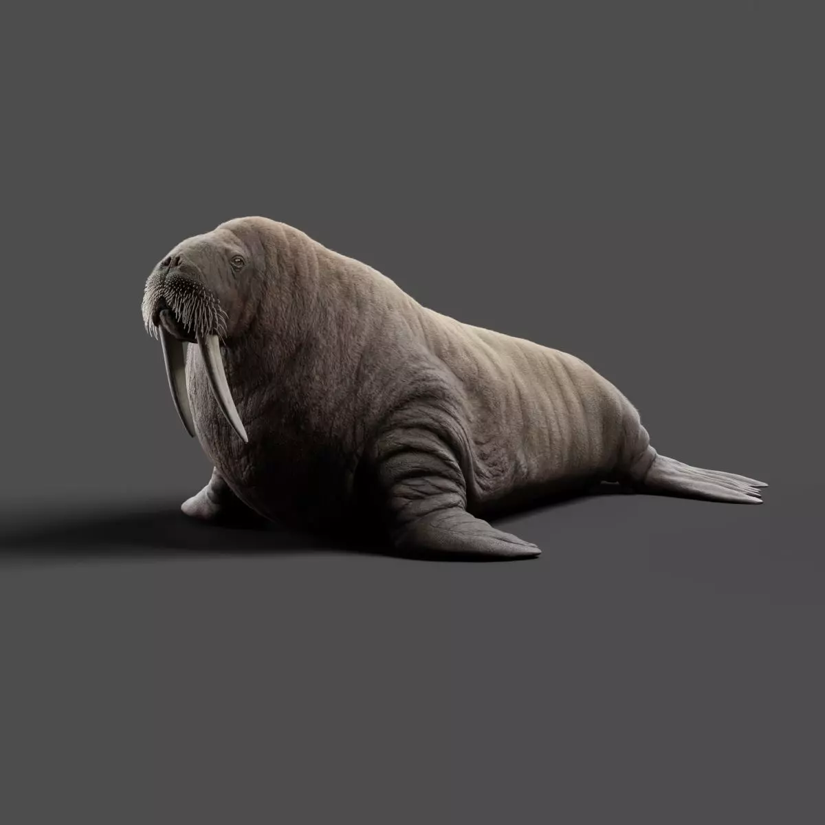Walrus Animation - Blender 3D model_0