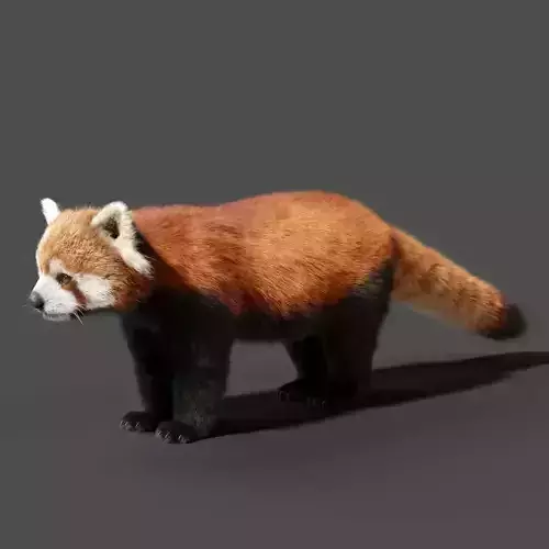 Red Panda Animation - Blender