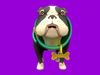 Grey Corgy and Black Bulldog 3D Model Collection_3