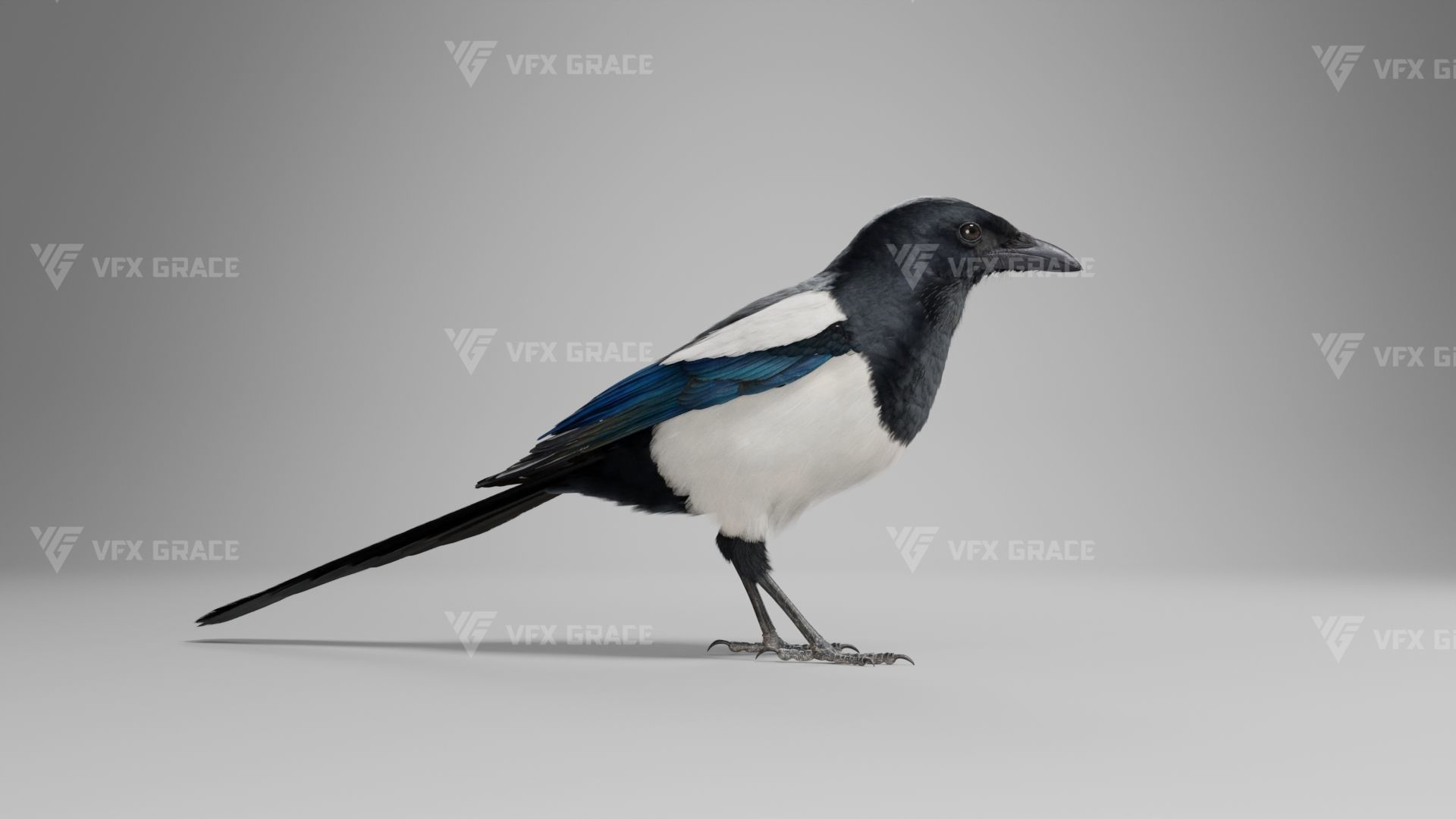 Oriental Magpie Animation - Blender 3D model_8