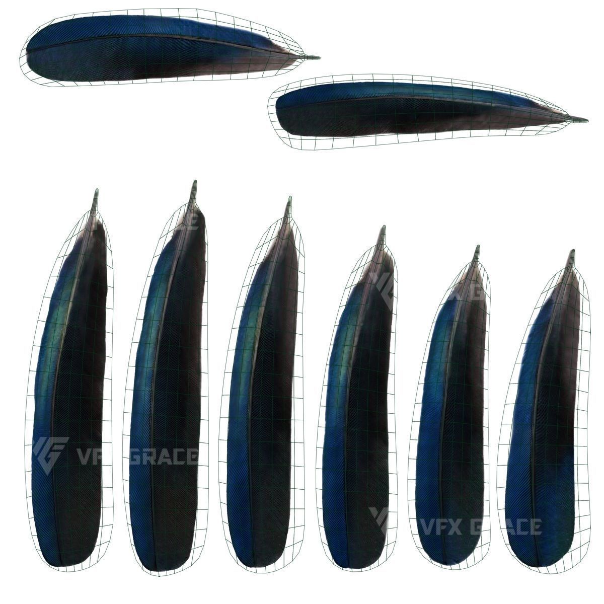 Oriental Magpie Animation - Blender 3D model_36