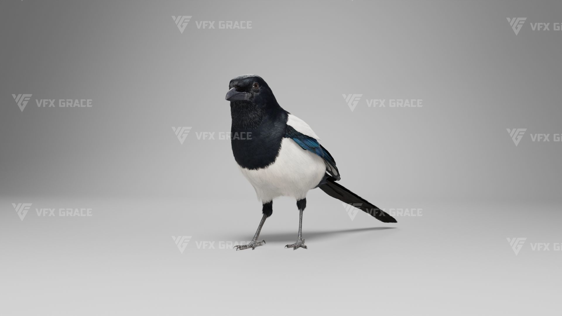 Oriental Magpie Animation - Blender 3D model_7