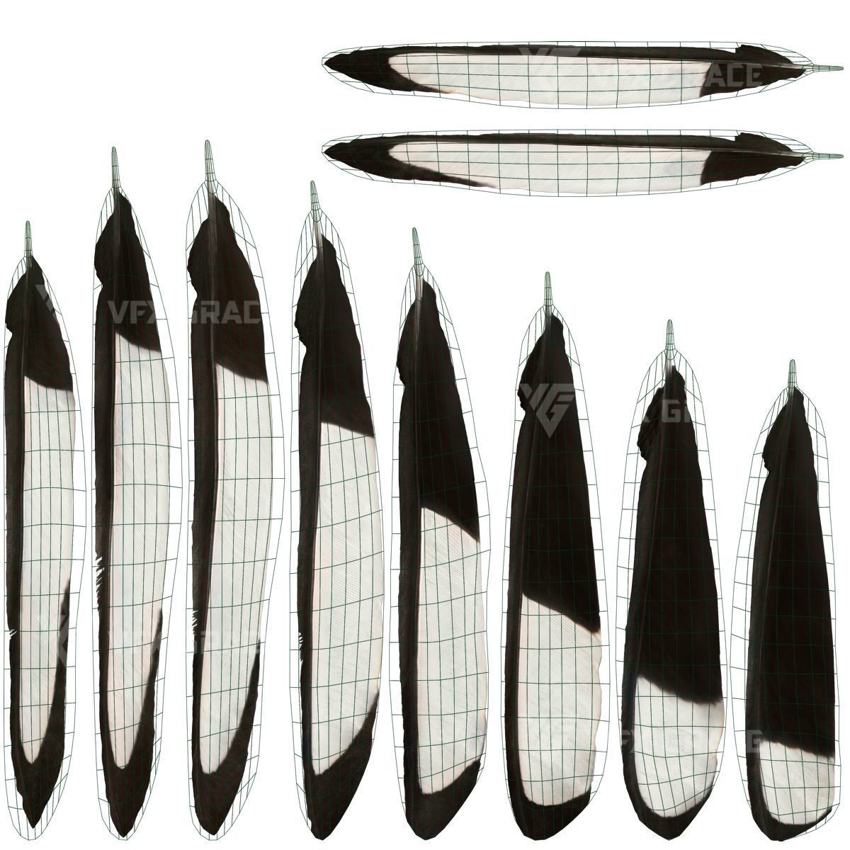 Oriental Magpie Animation - Blender 3D model_35