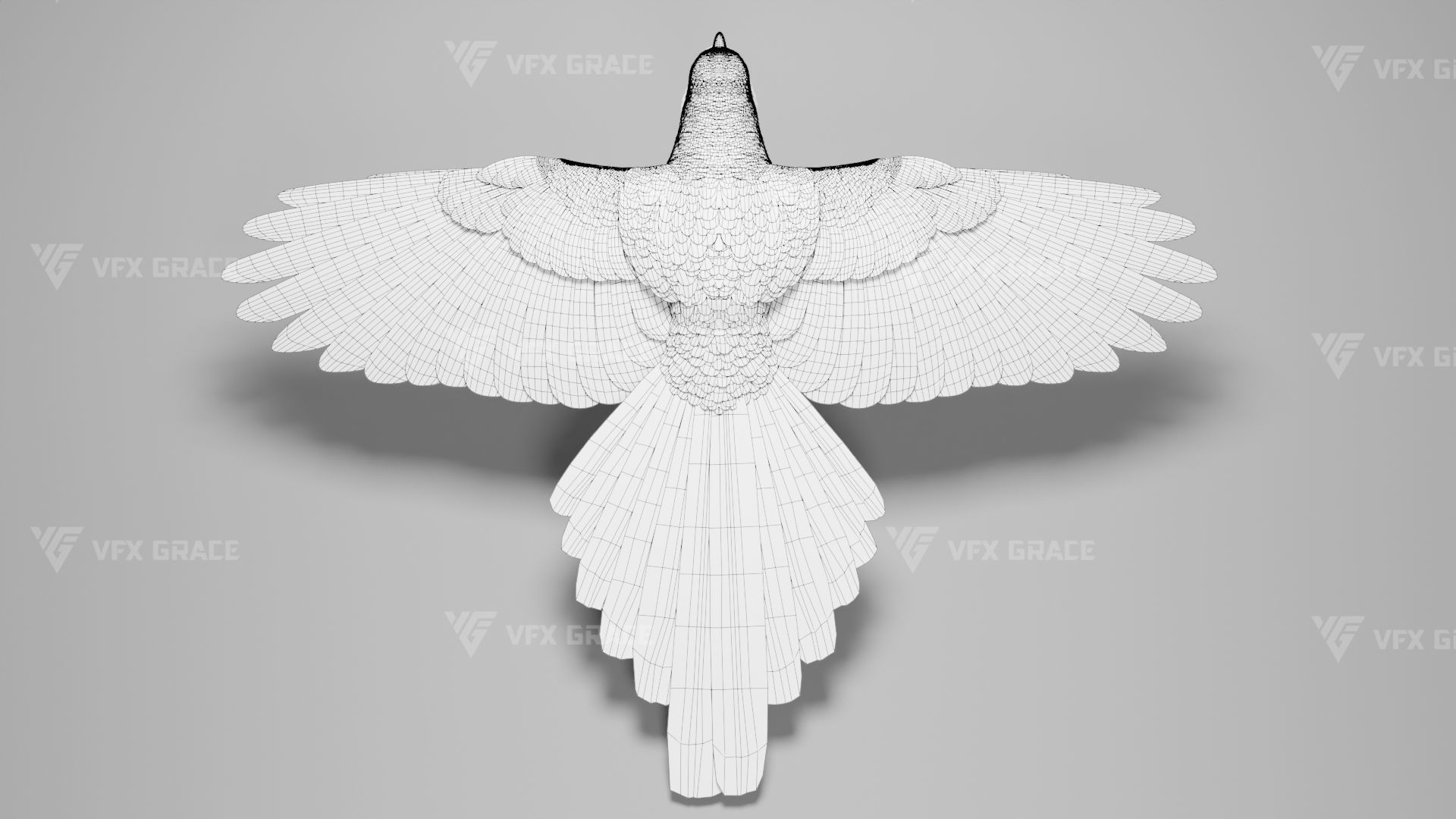 Oriental Magpie Animation - Blender 3D model_23