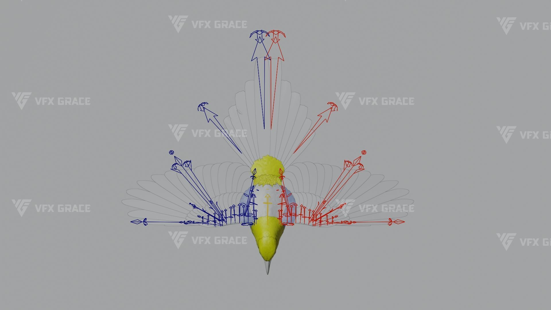 Oriental Magpie Animation - Blender 3D model_16