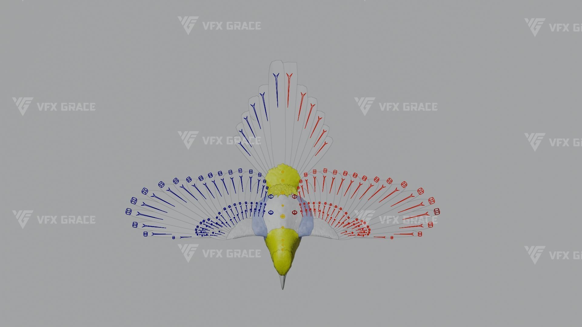 Oriental Magpie Animation - Blender 3D model_17