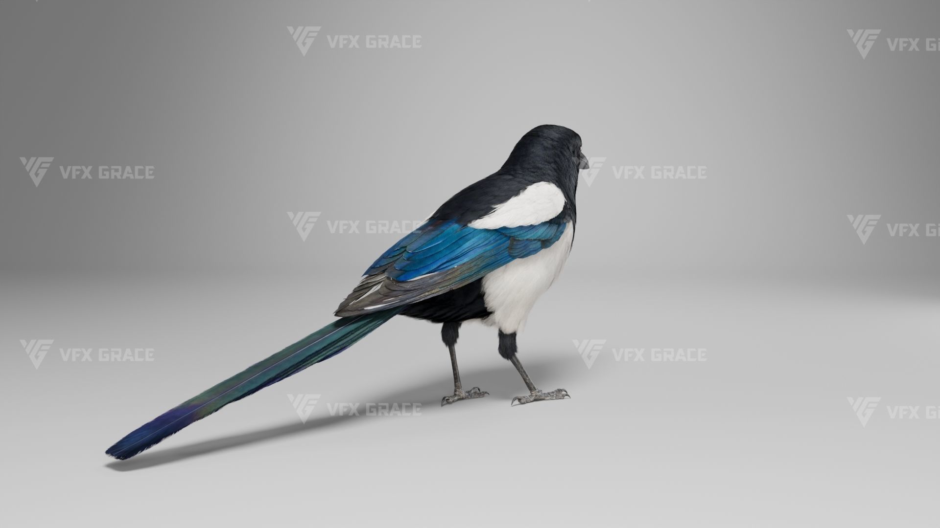 Oriental Magpie Animation - Blender 3D model_9