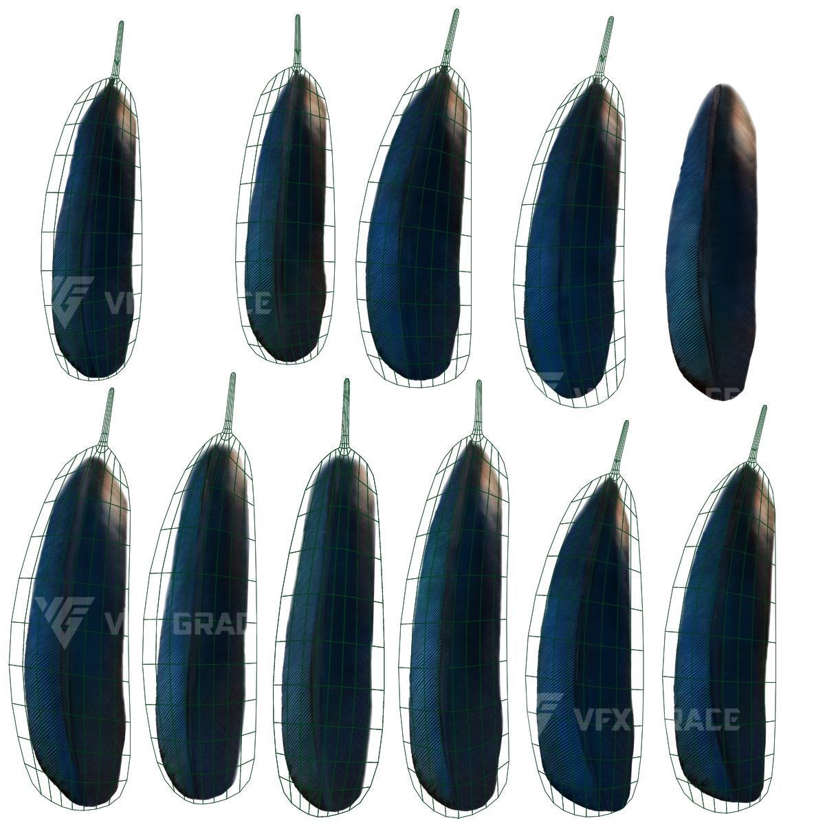 Oriental Magpie Animation - Blender 3D model_27