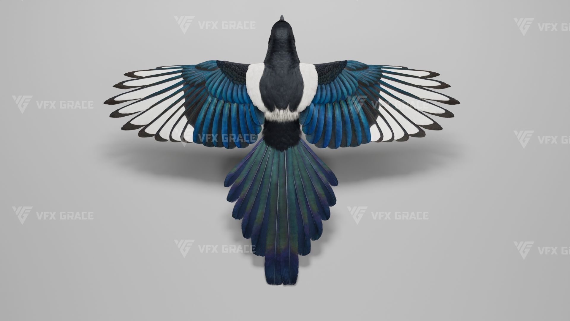 Oriental Magpie Animation - Blender 3D model_13