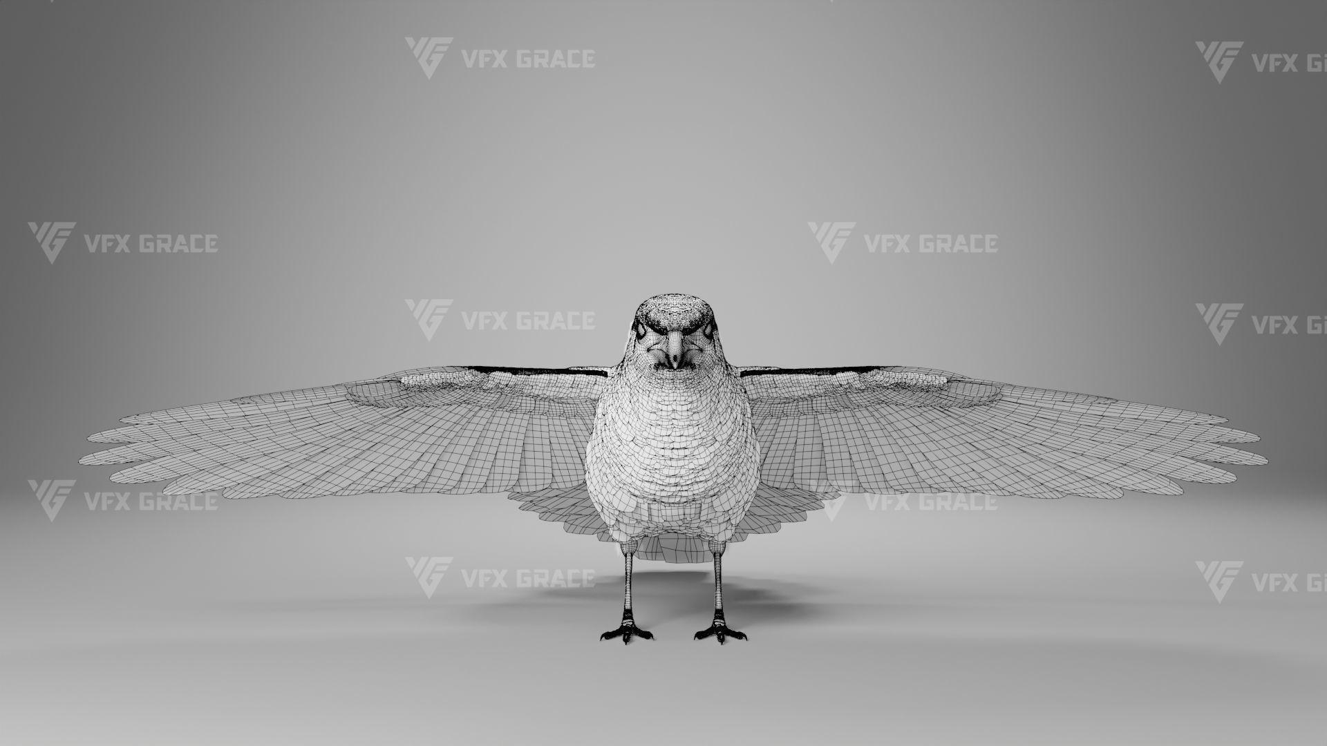 Oriental Magpie Animation - Blender 3D model_22