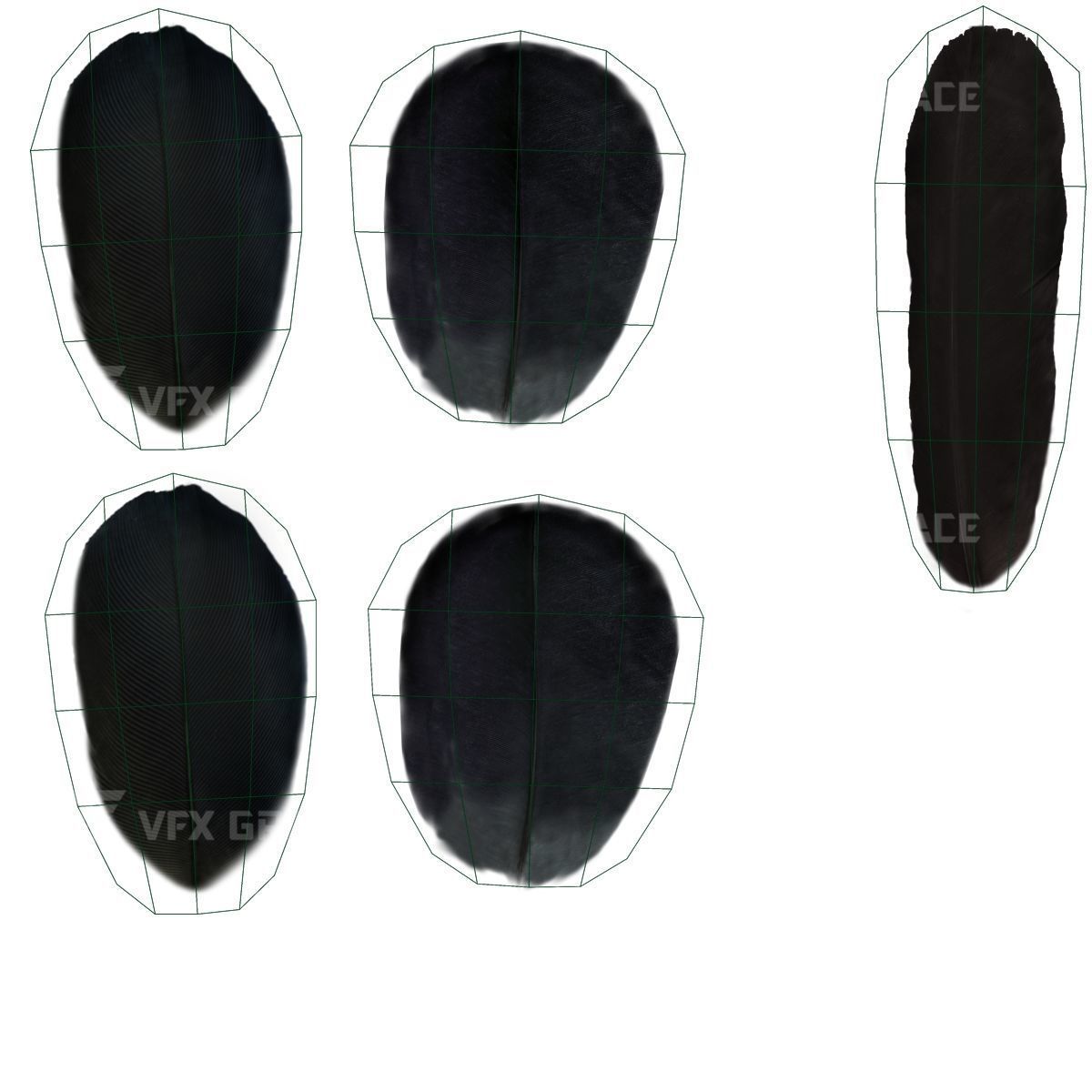 Oriental Magpie Animation - Blender 3D model_30