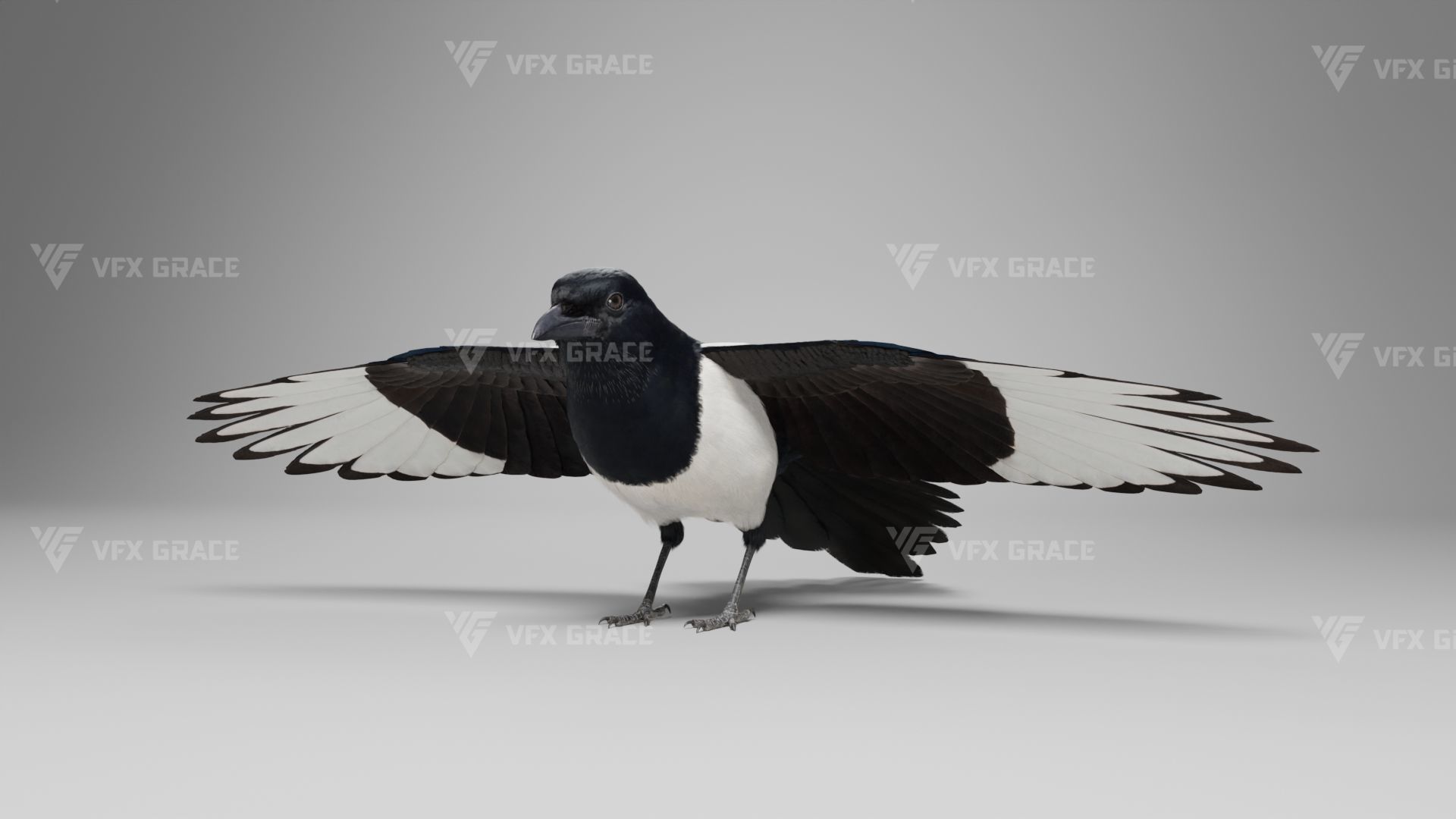 Oriental Magpie Animation - Blender 3D model_12