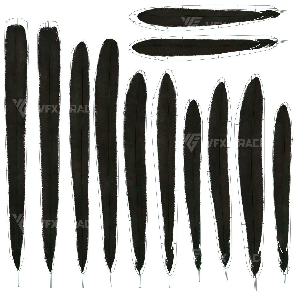 Oriental Magpie Animation - Blender 3D model_33