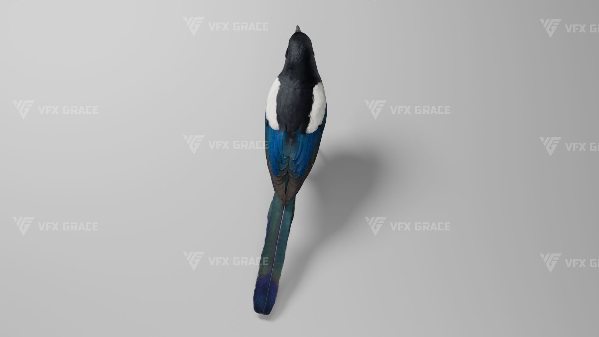 Oriental Magpie Animation - Blender 3D model_11
