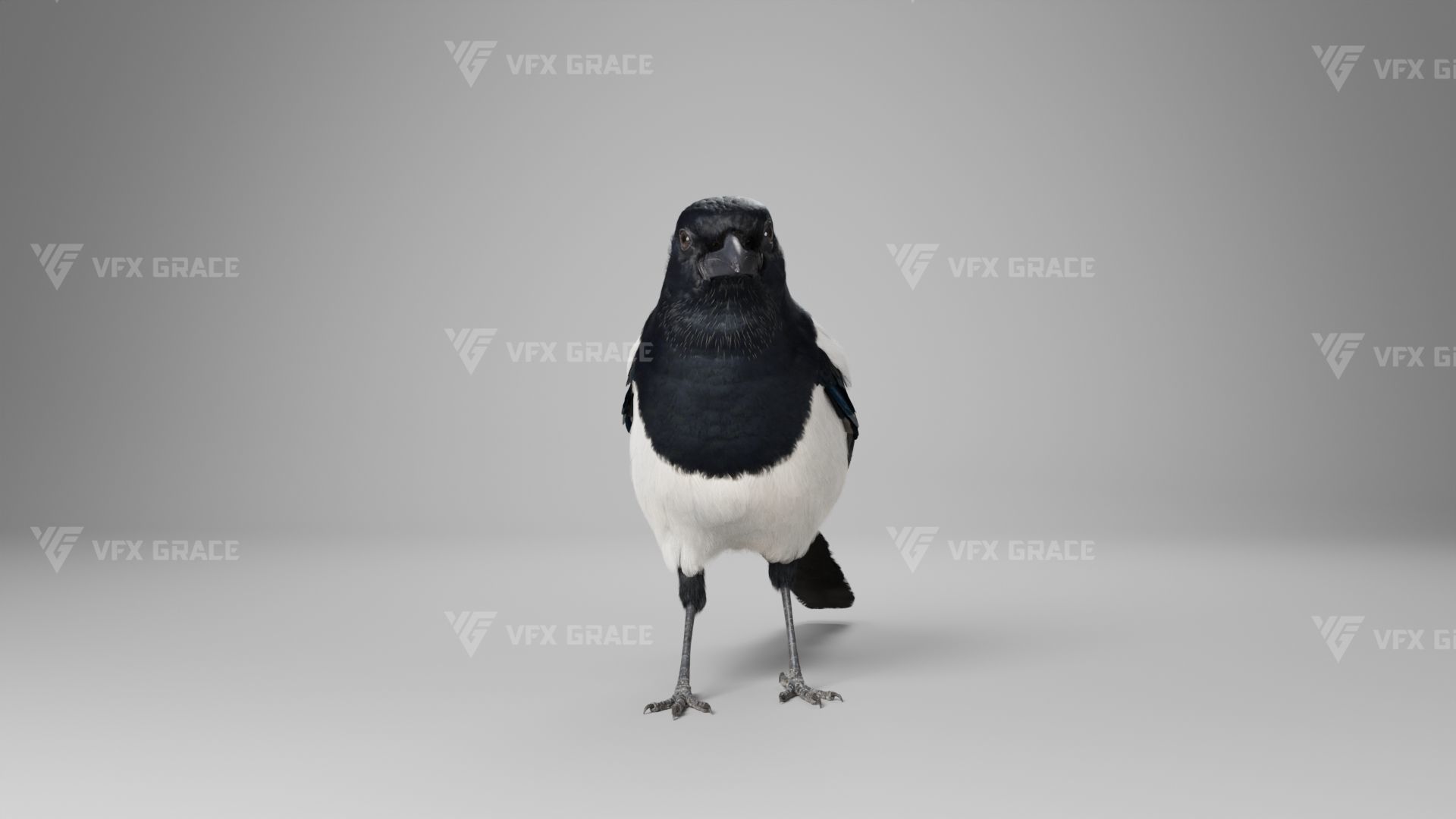 Oriental Magpie Animation - Blender 3D model_10