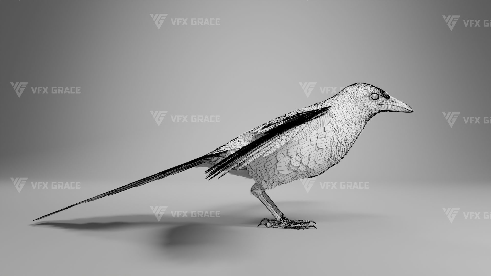 Oriental Magpie Animation - Blender 3D model_20