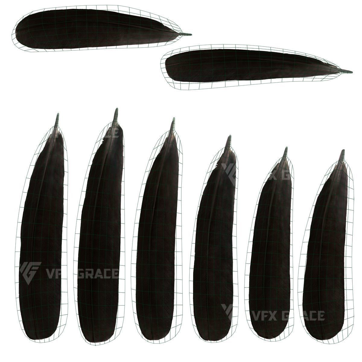 Oriental Magpie Animation - Blender 3D model_37