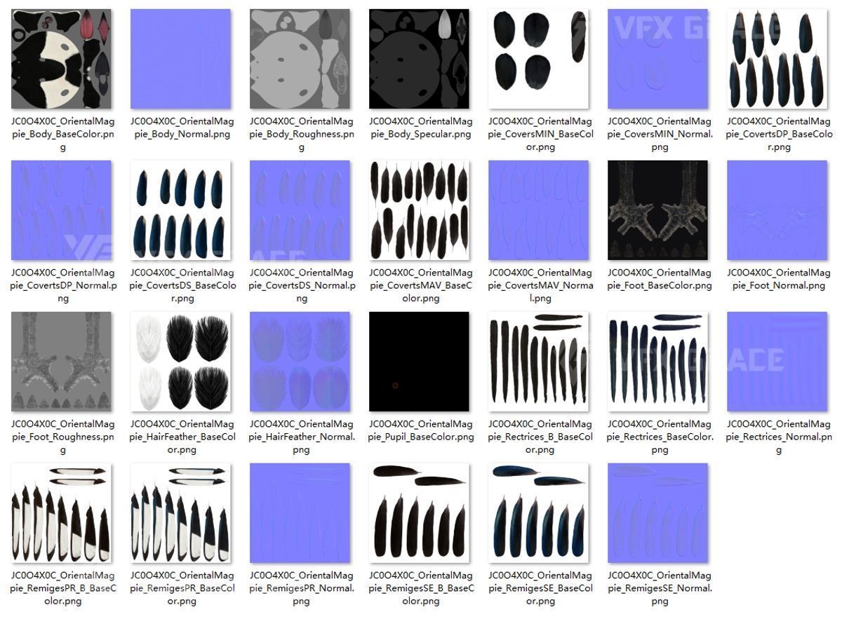 Oriental Magpie Animation - Blender 3D model_38