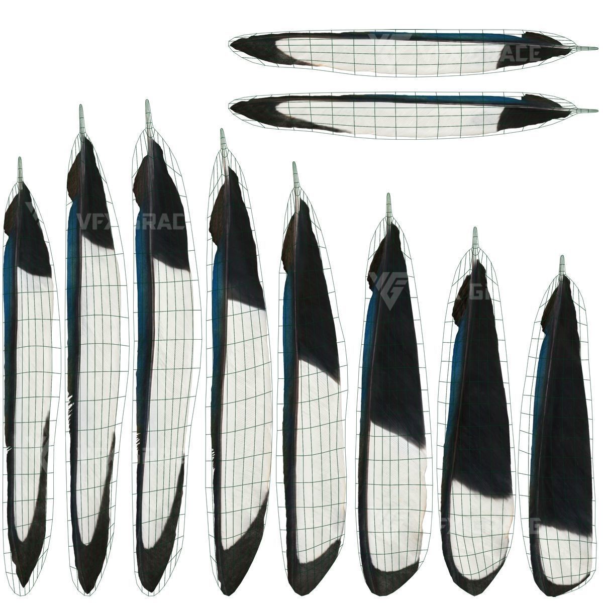 Oriental Magpie Animation - Blender 3D model_34