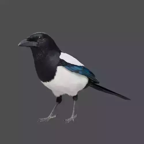 Oriental Magpie Animation - Blender 3D model