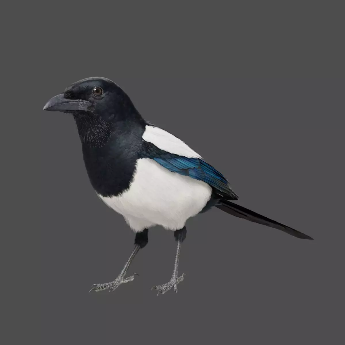 Oriental Magpie Animation - Blender 3D model_0