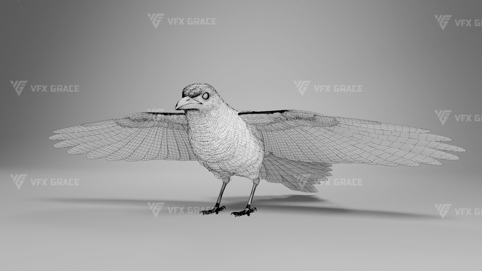 Oriental Magpie Animation - Blender 3D model_19