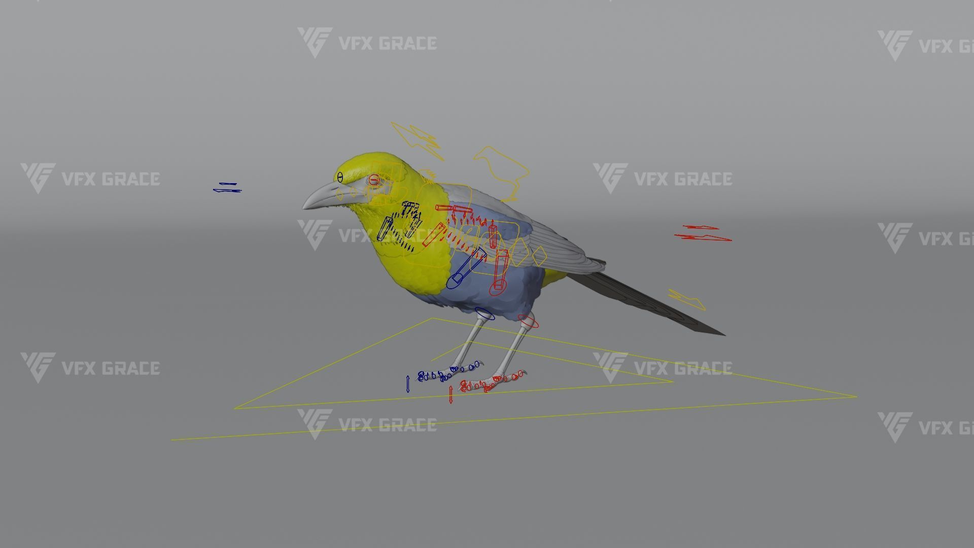 Oriental Magpie Animation - Blender 3D model_15