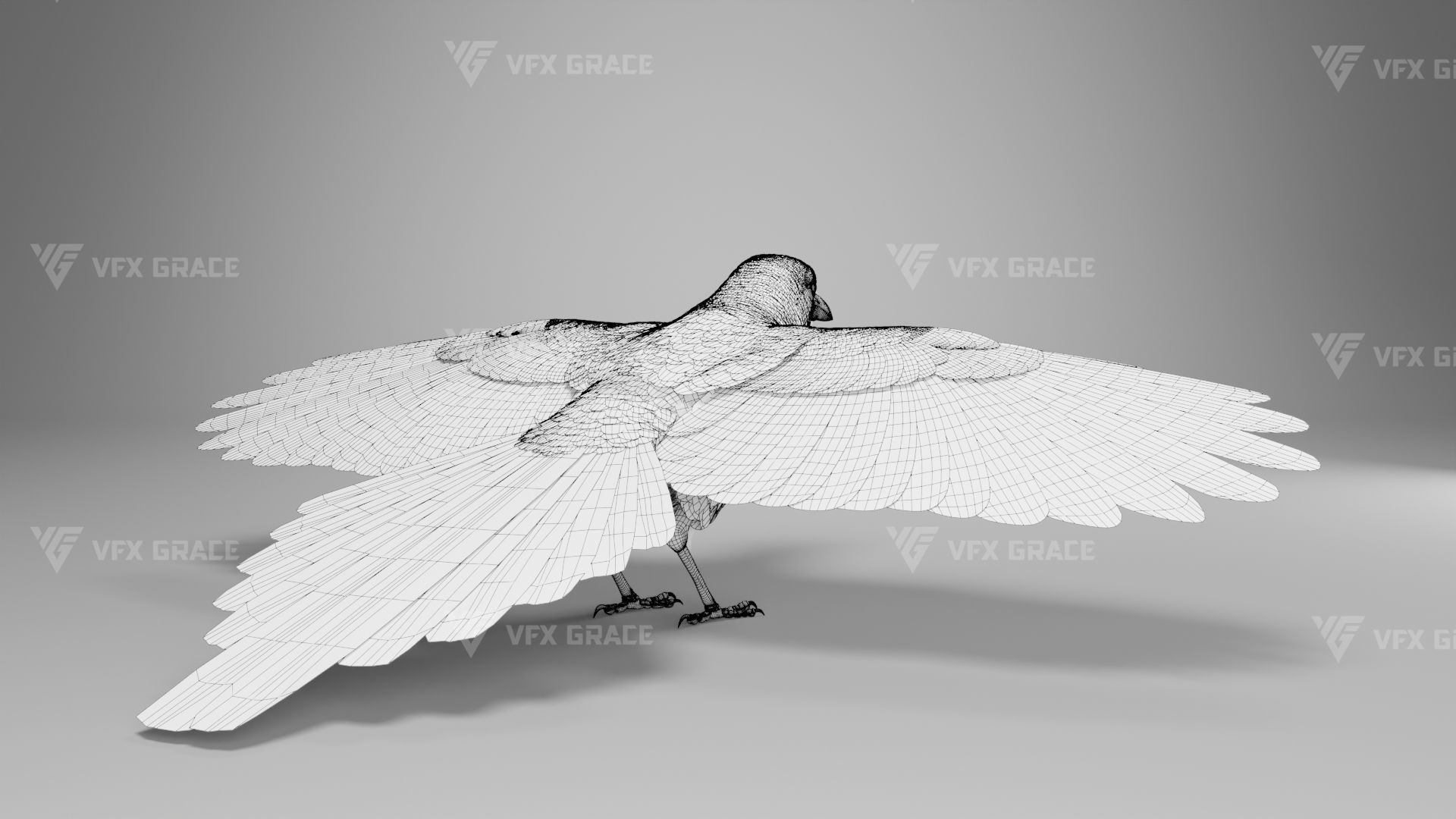 Oriental Magpie Animation - Blender 3D model_21