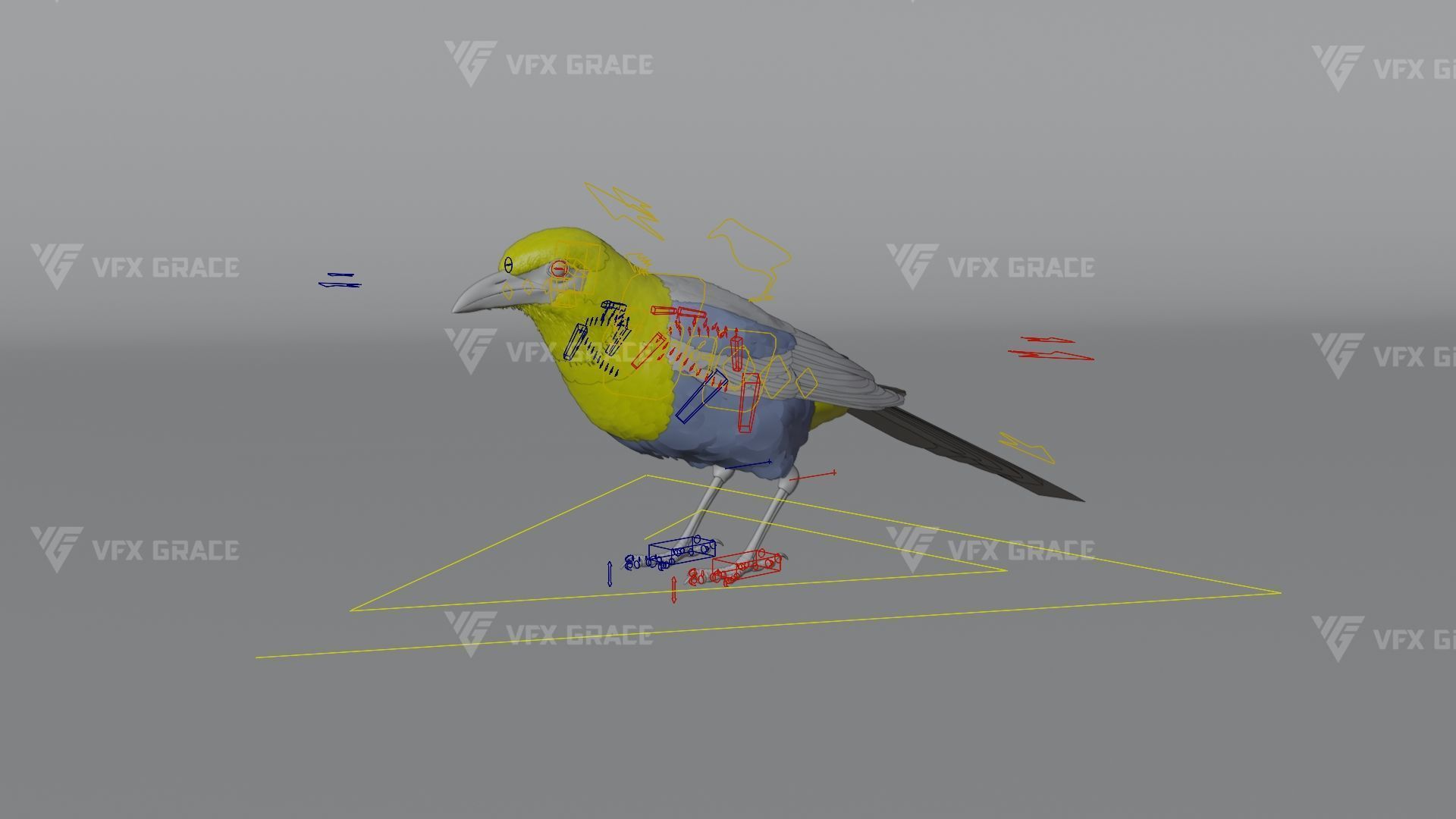 Oriental Magpie Animation - Blender 3D model_14