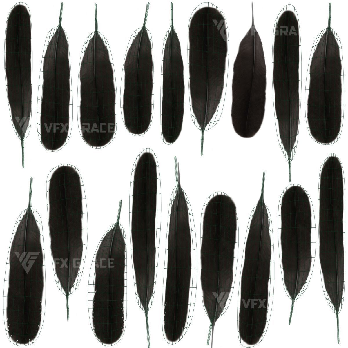 Oriental Magpie Animation - Blender 3D model_29