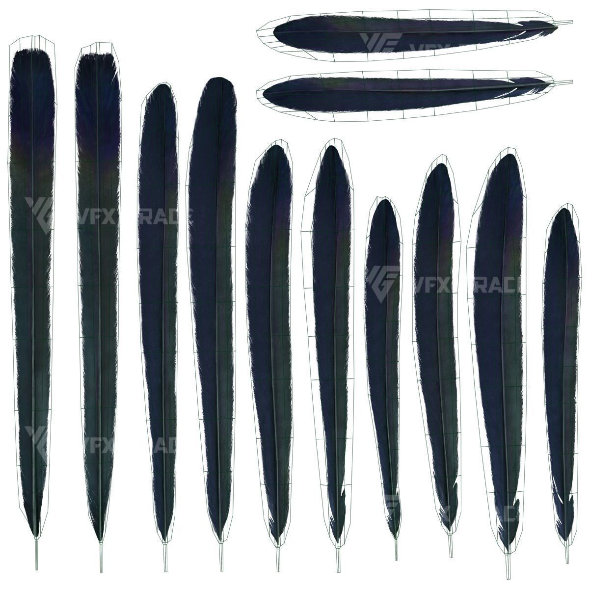 Oriental Magpie Animation - Blender 3D model_32