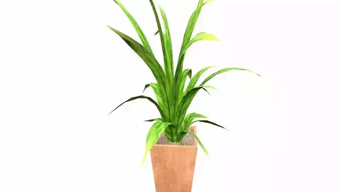 Plant