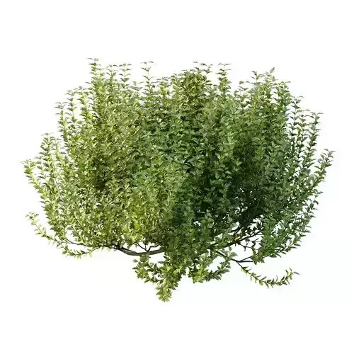 romneya coulter Plant 08