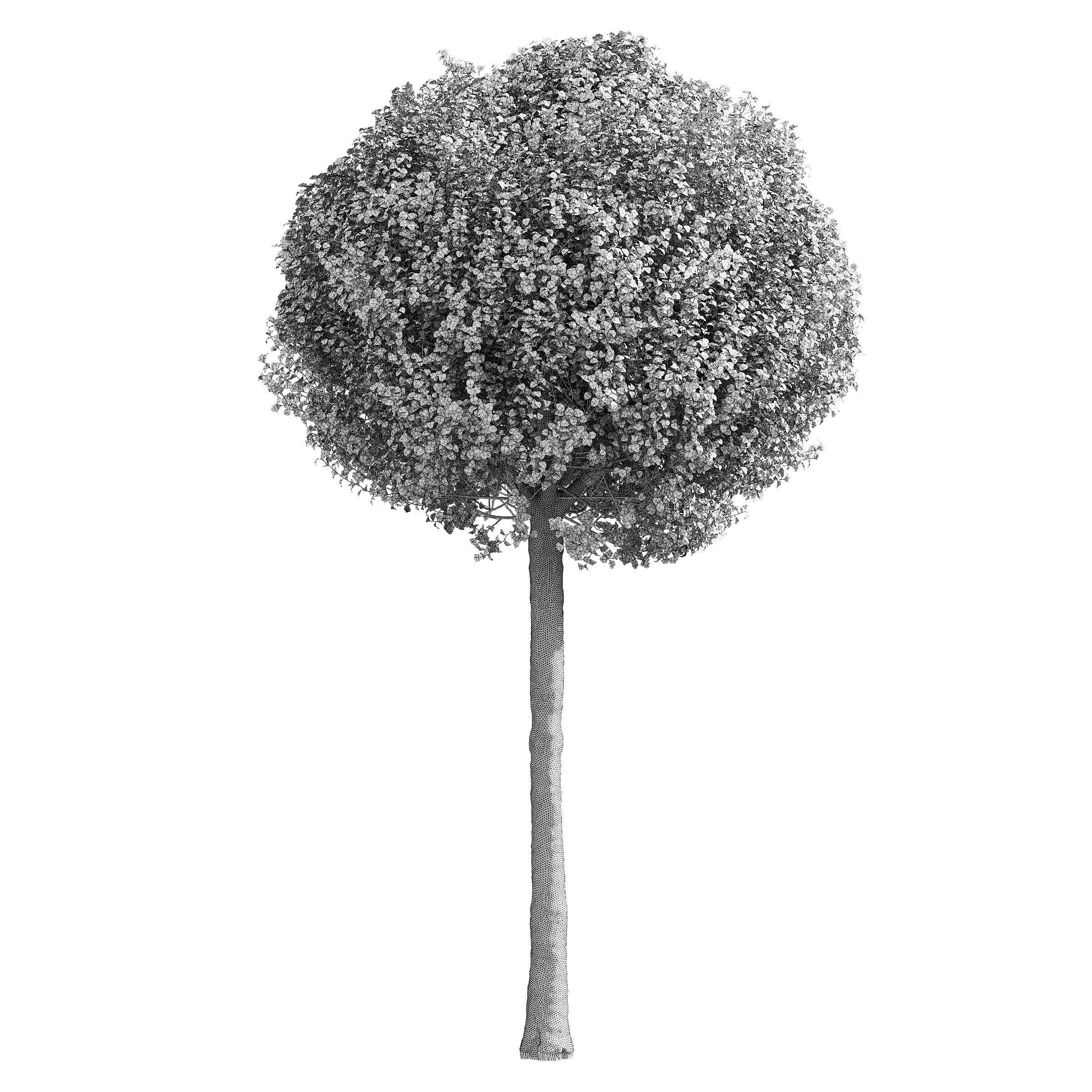 Prunus eminens Umbraculifera 2 3D model_8