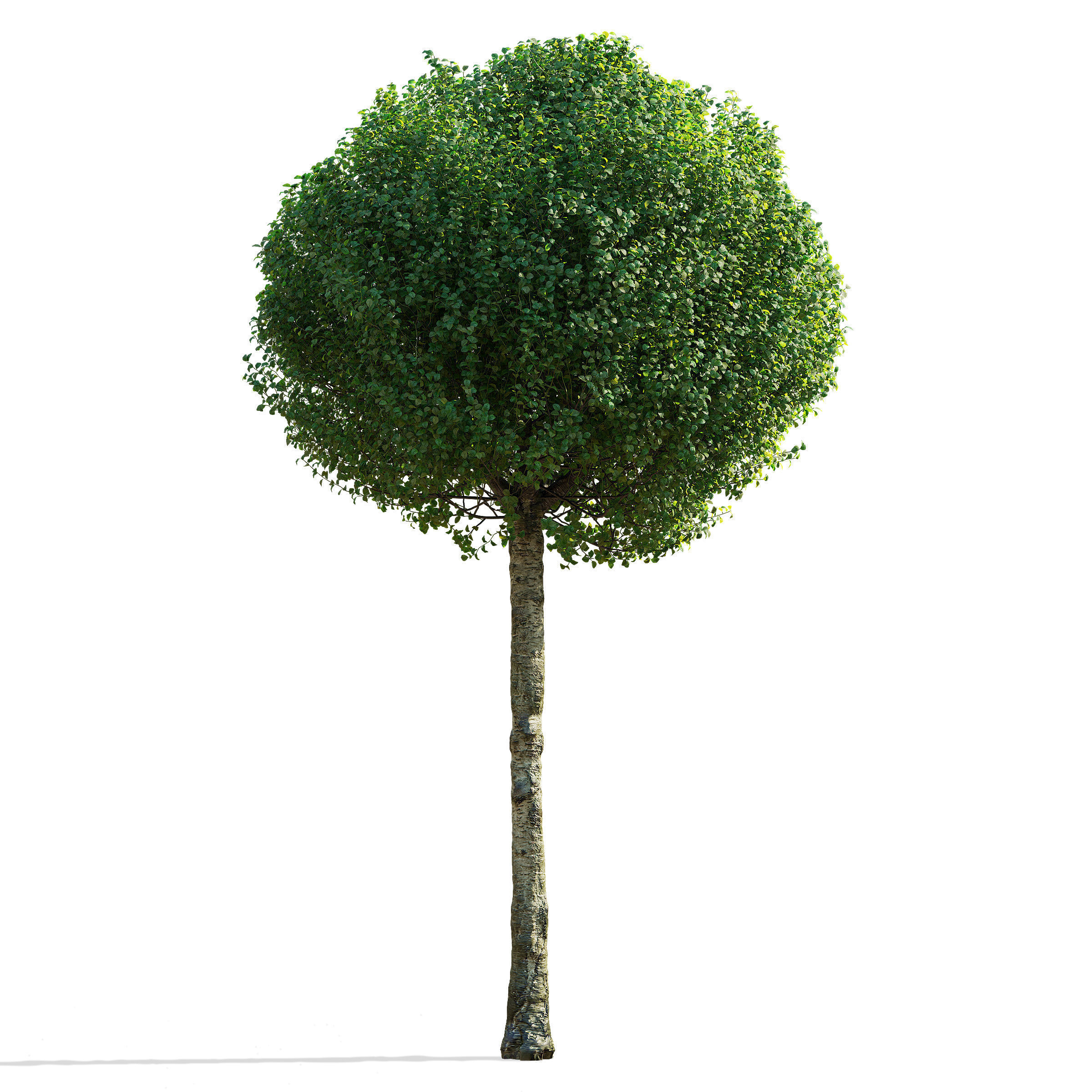 Prunus eminens Umbraculifera 2 3D model_7