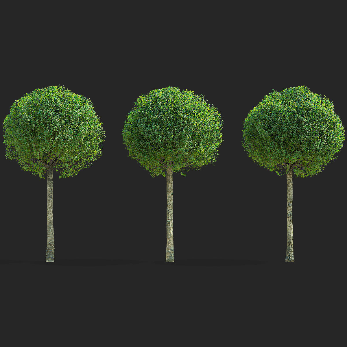 Prunus eminens Umbraculifera 2 3D model_2