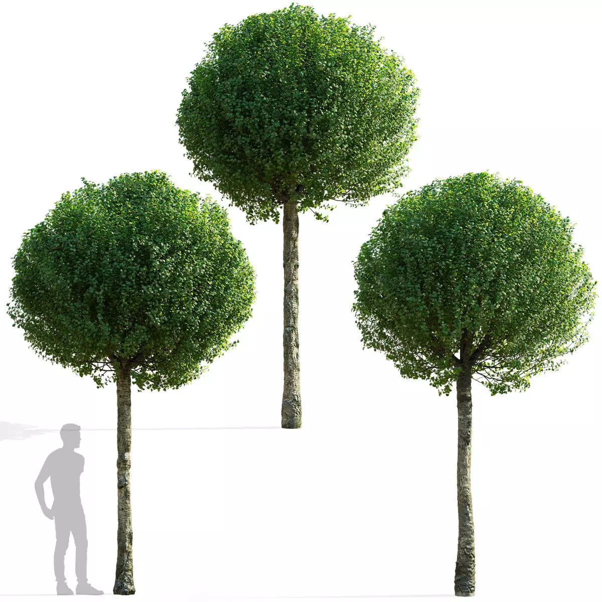 Prunus eminens Umbraculifera 2 3D model_0