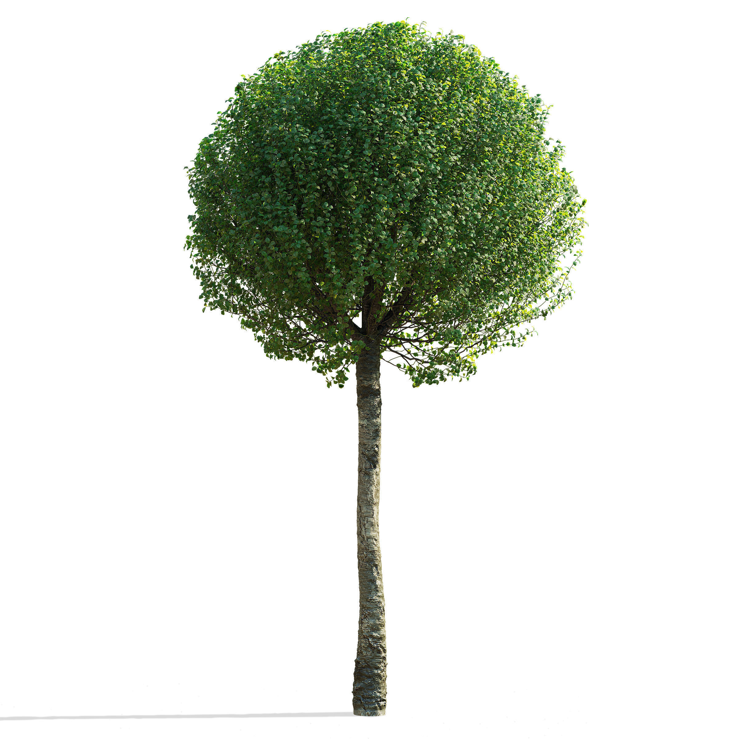 Prunus eminens Umbraculifera 2 3D model_5